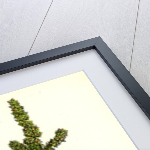 Atriplex Deltoidea Triangular-Leaved Orache by Anonymous