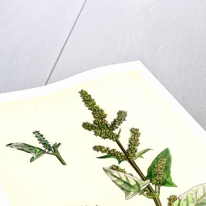 Atriplex Deltoidea Triangular-Leaved Orache by Anonymous