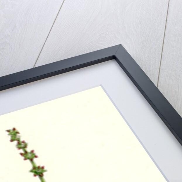 Atriplex Smithii Smith's Orache by Anonymous