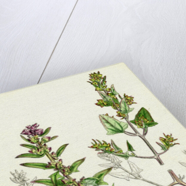 Atriplex Babingtonii Babington's Orache by Anonymous