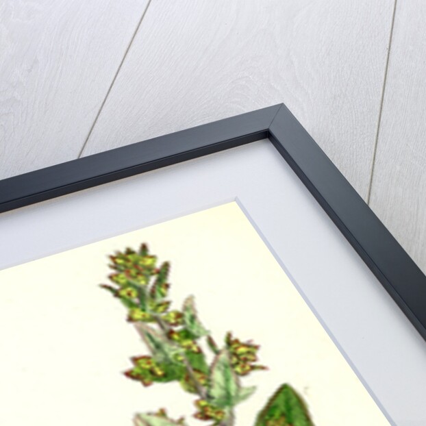 Atriplex Babingtonii Babington's Orache by Anonymous