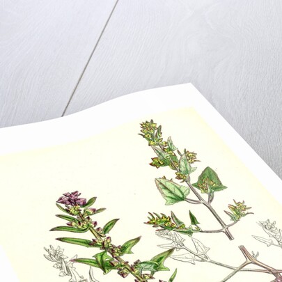 Atriplex Babingtonii Babington's Orache by Anonymous