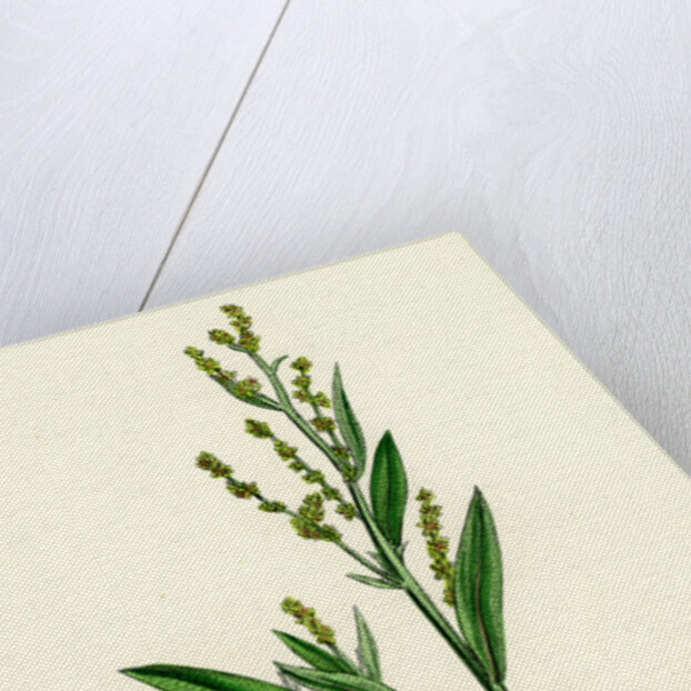 Atriplex Portulacoides Sea Purslane by Anonymous