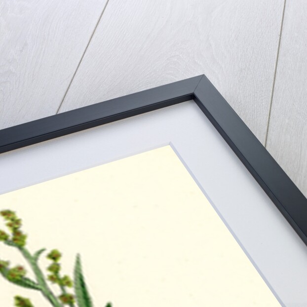 Atriplex Portulacoides Sea Purslane by Anonymous