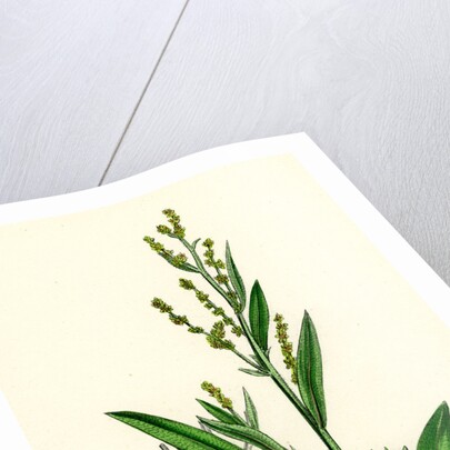 Atriplex Portulacoides Sea Purslane by Anonymous