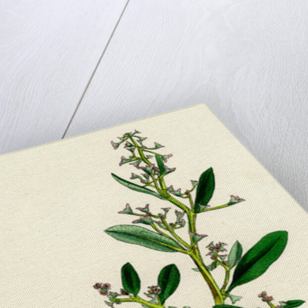 Atriplex Pedunculata Stalked-Fruited Sea Orache by Anonymous