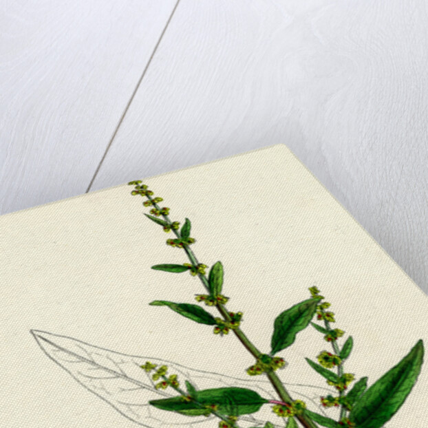 Rumex Conglomeratus Sharp Dock by Anonymous