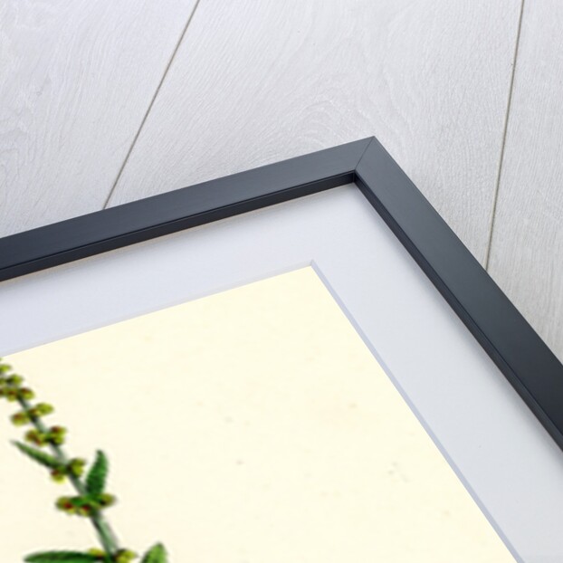 Rumex Conglomeratus Sharp Dock by Anonymous