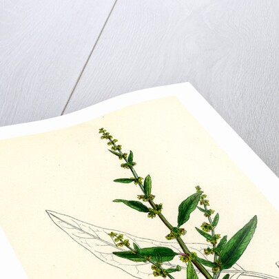 Rumex Conglomeratus Sharp Dock by Anonymous