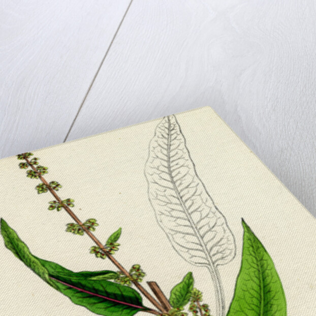 Rumex Sanguineus Bloody-Veined Dock by Anonymous