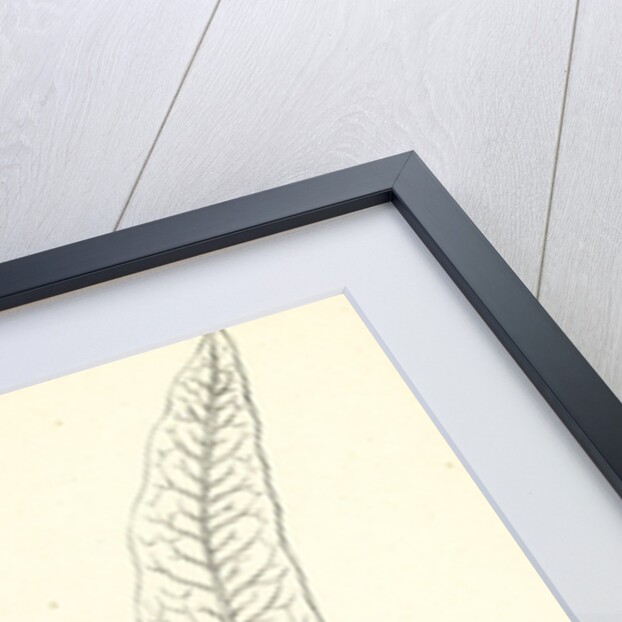 Rumex Sanguineus Bloody-Veined Dock by Anonymous