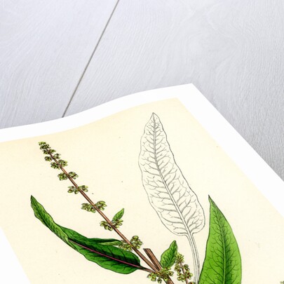 Rumex Sanguineus Bloody-Veined Dock by Anonymous