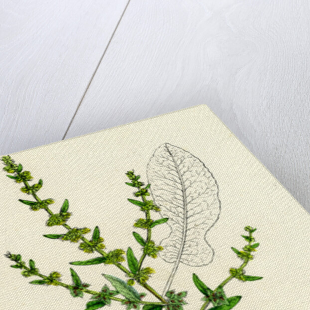 Rumex Pulcher Fiddle Dock by Anonymous