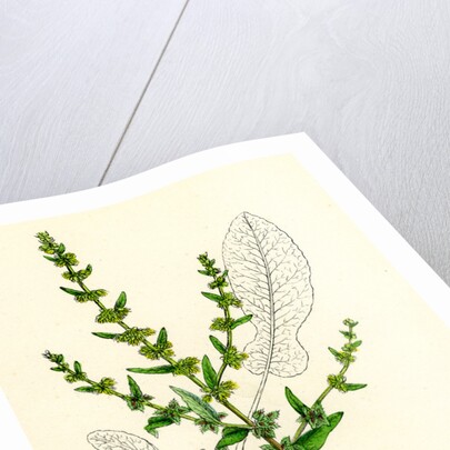 Rumex Pulcher Fiddle Dock by Anonymous