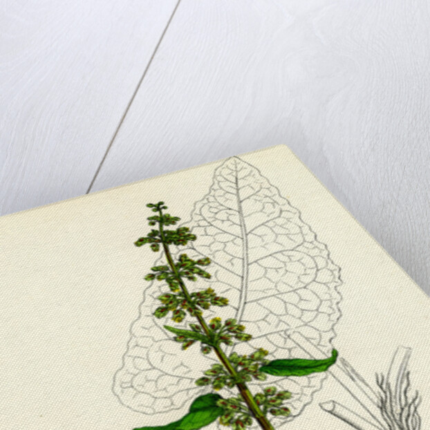 Rumex Obtusifolius Broad-Leaved Dock by Anonymous