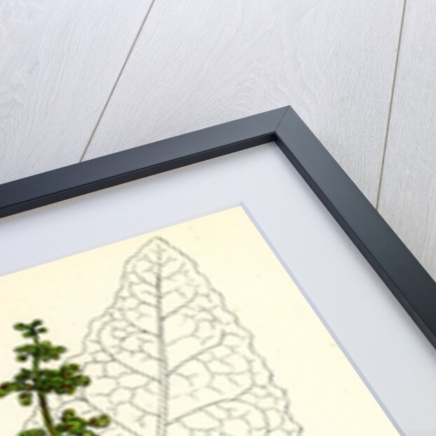 Rumex Obtusifolius Broad-Leaved Dock by Anonymous