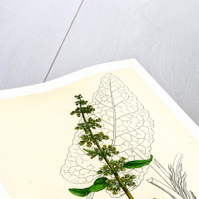 Rumex Obtusifolius Broad-Leaved Dock by Anonymous