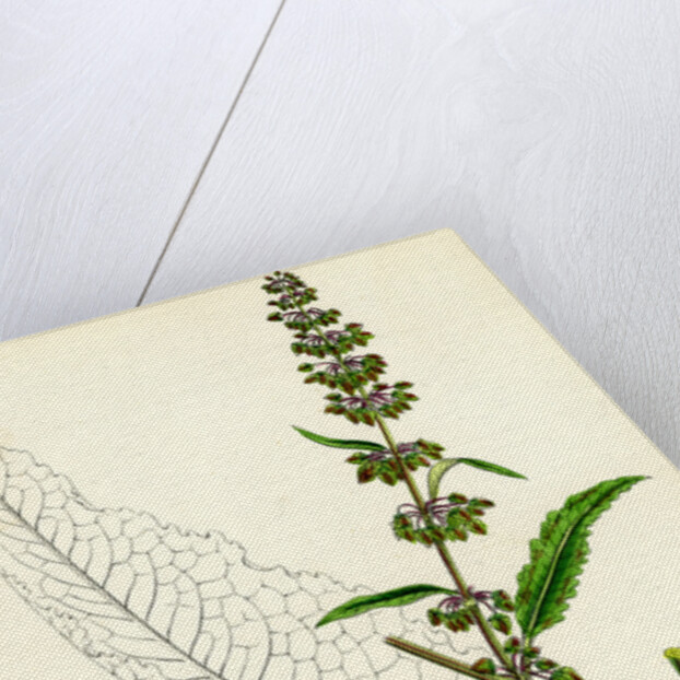 Rumex Pratensis Meadow Dock by Anonymous