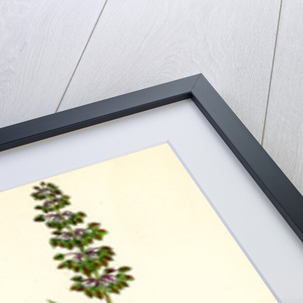 Rumex Pratensis Meadow Dock by Anonymous