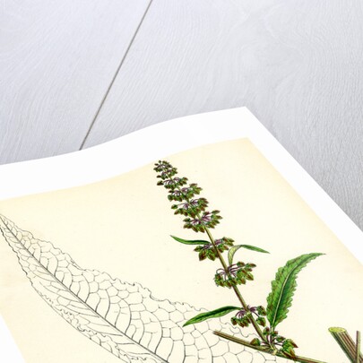 Rumex Pratensis Meadow Dock by Anonymous