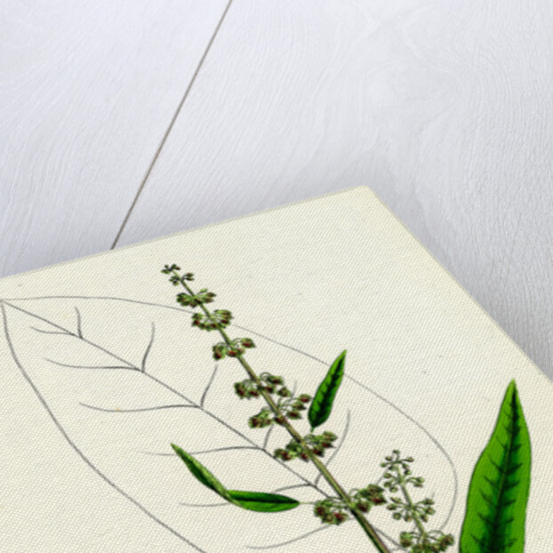 Rumex Conspersus Hartman's Dock by Anonymous