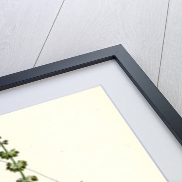 Rumex Conspersus Hartman's Dock by Anonymous