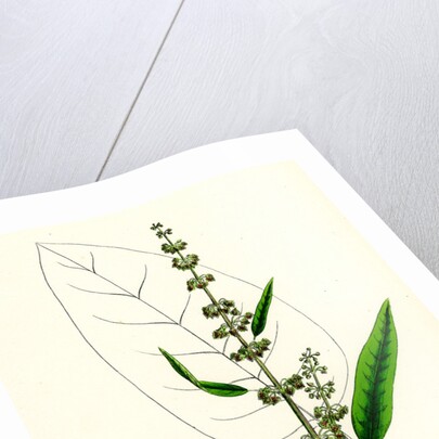 Rumex Conspersus Hartman's Dock by Anonymous