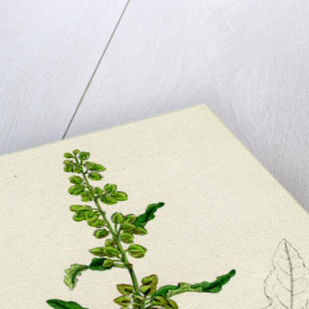 Rumex Crispus Curled Dock by Anonymous