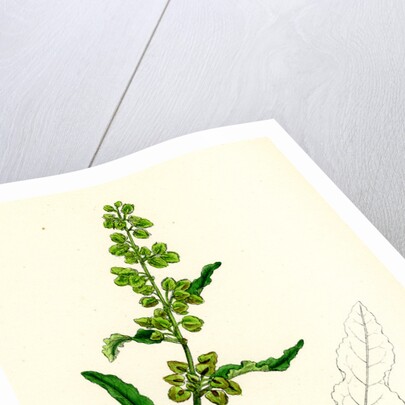 Rumex Crispus Curled Dock by Anonymous