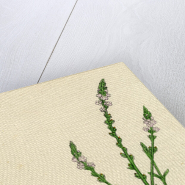 Verbena Officinalis Common Vervain by Anonymous