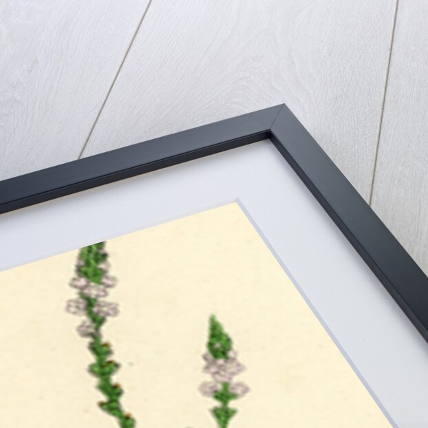 Verbena Officinalis Common Vervain by Anonymous