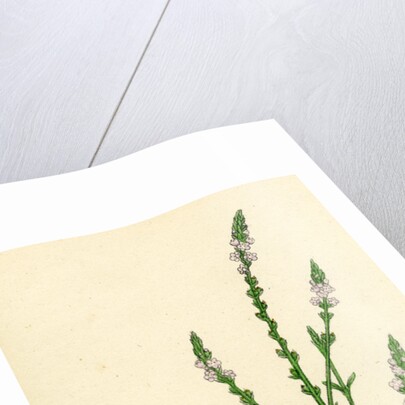 Verbena Officinalis Common Vervain by Anonymous