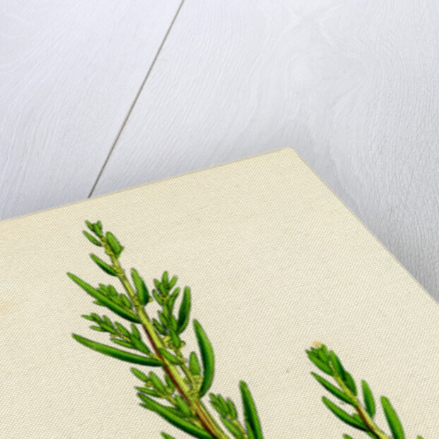 Suaeda Maritima Annual Sea-Blite by Anonymous