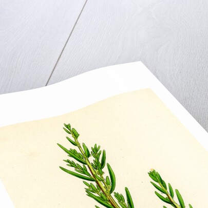 Suaeda Maritima Annual Sea-Blite by Anonymous