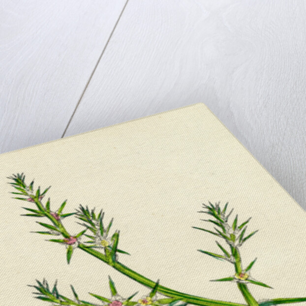 Salsola Kali Prickly Saltwort by Anonymous