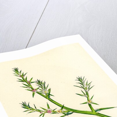 Salsola Kali Prickly Saltwort by Anonymous