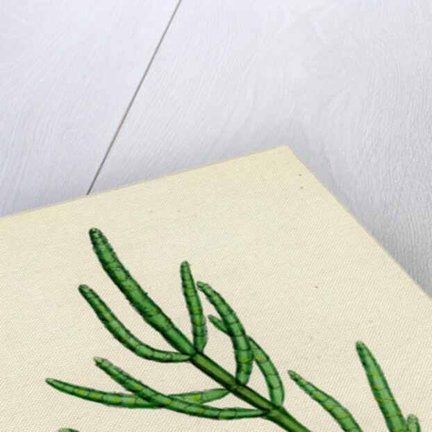 Salicornia Herbacea Var. Acetaria Common Marsh-Samphire Var. A. by Anonymous