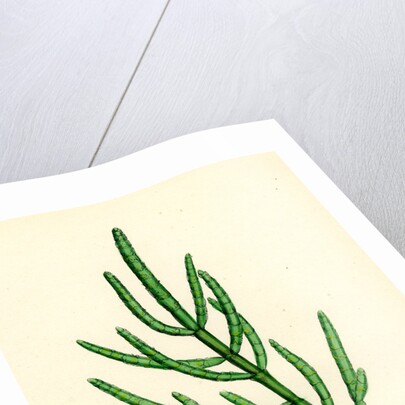 Salicornia Herbacea Var. Acetaria Common Marsh-Samphire Var. A. by Anonymous