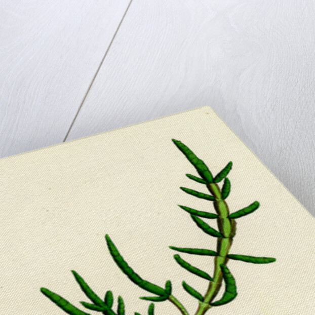 Salicornia Herbacea Var. Procumbens Common Marsh-Samphire Var. B. by Anonymous