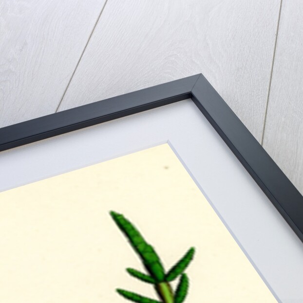 Salicornia Herbacea Var. Procumbens Common Marsh-Samphire Var. B. by Anonymous