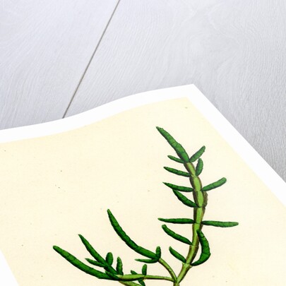Salicornia Herbacea Var. Procumbens Common Marsh-Samphire Var. B. by Anonymous