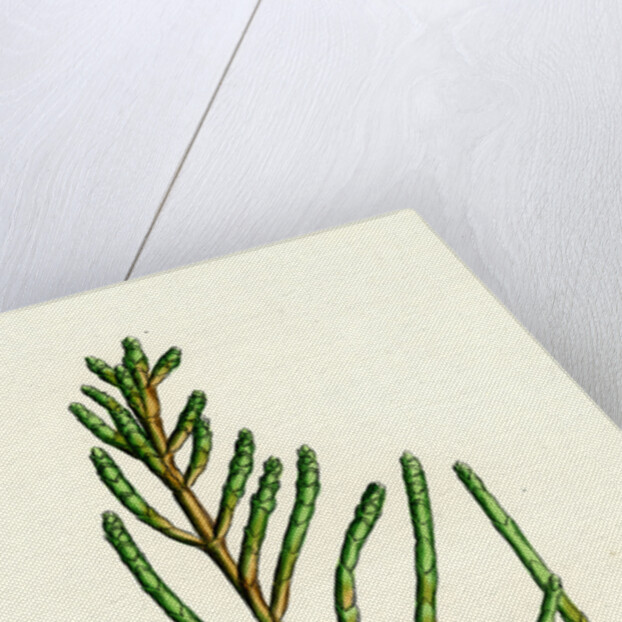 Salicornia Radicans Creeping Marsh-Samphire by Anonymous