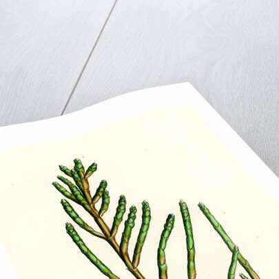 Salicornia Radicans Creeping Marsh-Samphire by Anonymous