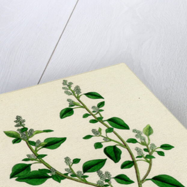 Botanical Print by Anonymous