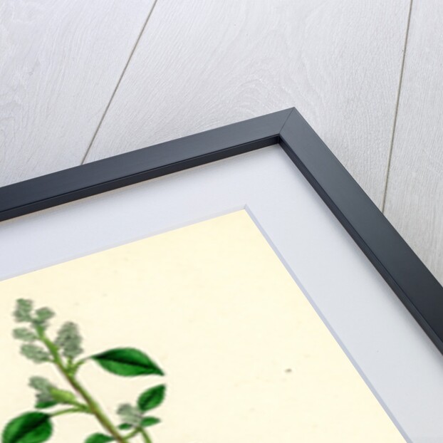 Botanical Print by Anonymous