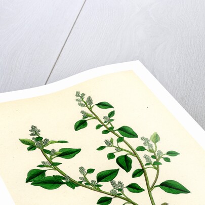 Botanical Print by Anonymous