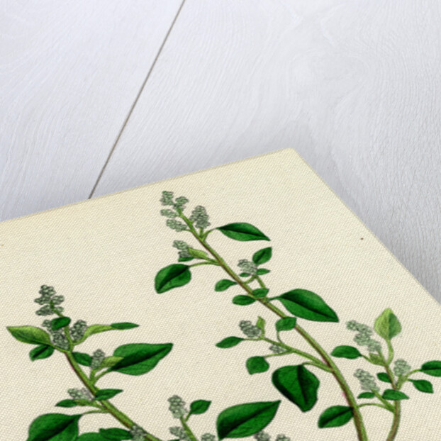 Chenopodium Vulvaria Stinking Goosefoot by Anonymous