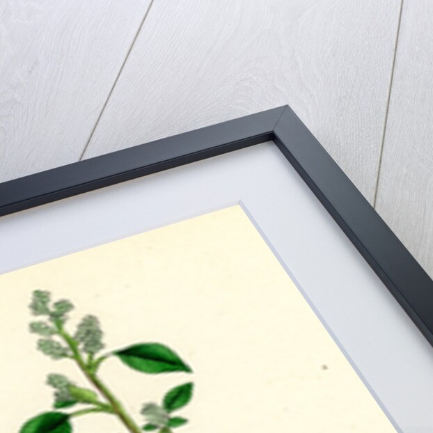 Chenopodium Vulvaria Stinking Goosefoot by Anonymous