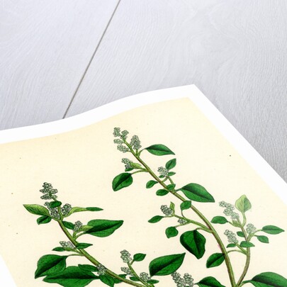 Chenopodium Vulvaria Stinking Goosefoot by Anonymous