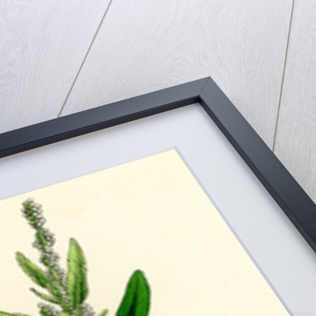 Chenopodium Album Var. Candicans White Goosefoot by Anonymous